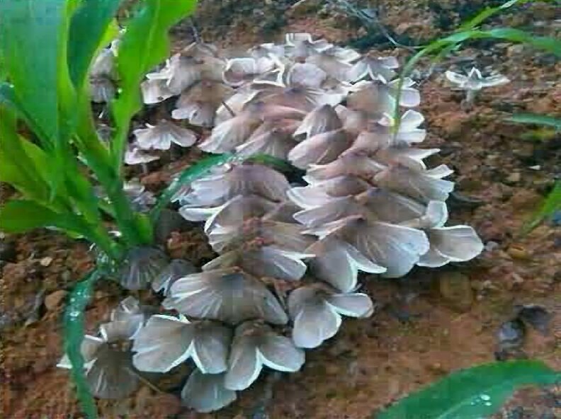 菌中之王 雞樅