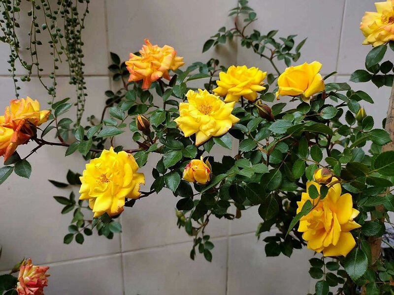 騰沖端午花市