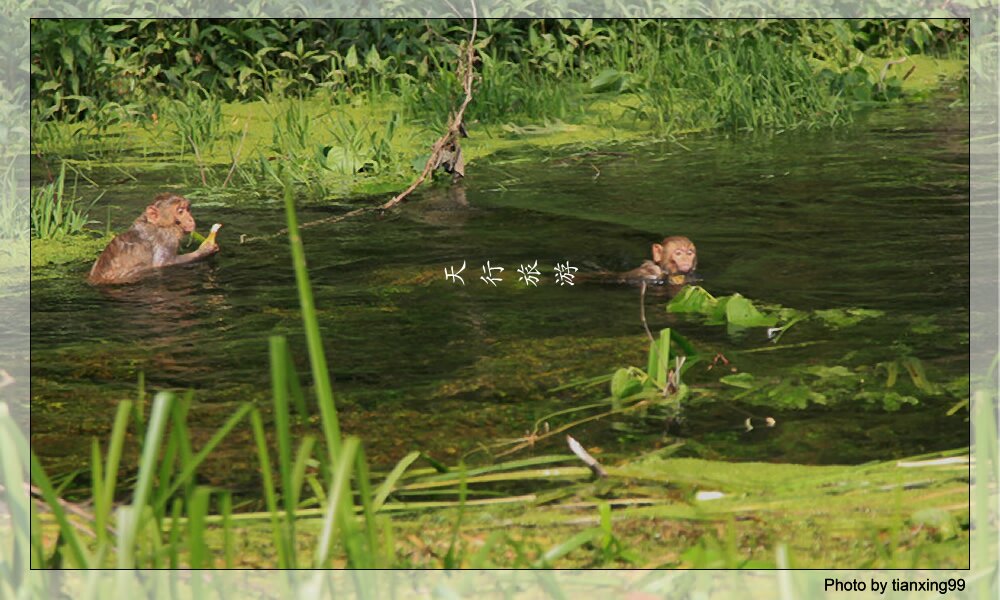 黑魚河