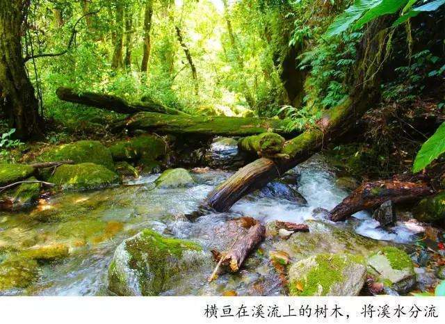 騰沖高黎貢山戶外徒步路線一日游推薦：林家鋪至五道溪，一路上都有溪流相伴的秘境徒步