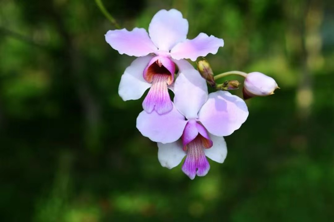 如何讓中華優秀傳統文化在校園生根發芽
