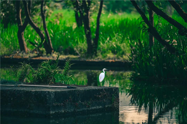 騰沖旅游