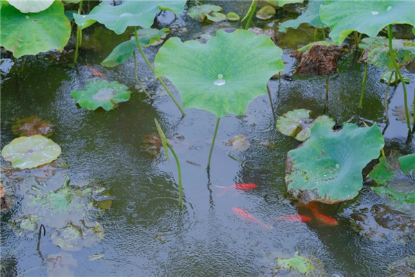 騰沖旅游