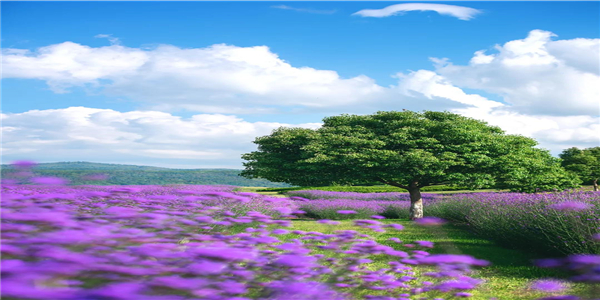 騰沖旅游