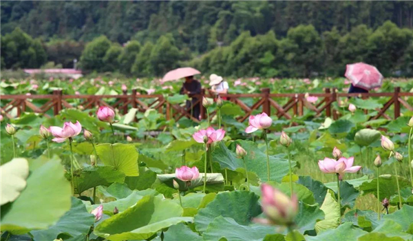 騰沖旅游