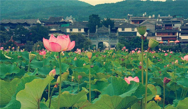 騰沖旅游