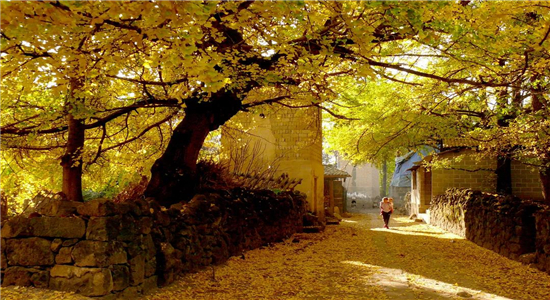 秋來最美是騰沖，騰沖秋日美景推薦--和順古鎮、銀杏村