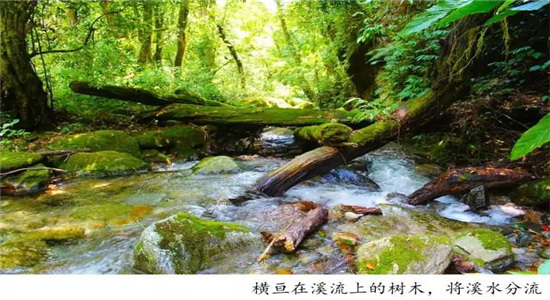 高黎貢山徒步
