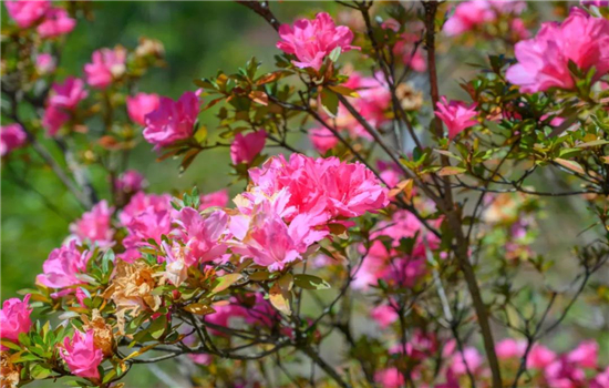 騰沖景點(diǎn)：冬日騰沖，方圓十里有花香，一起來(lái)賞花吧