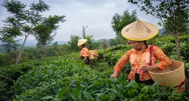 騰沖研學(xué)