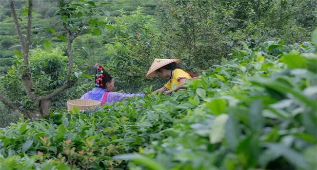 騰沖研學(xué)