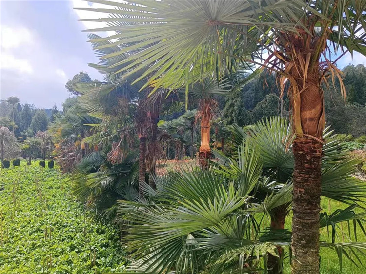 騰沖旅游