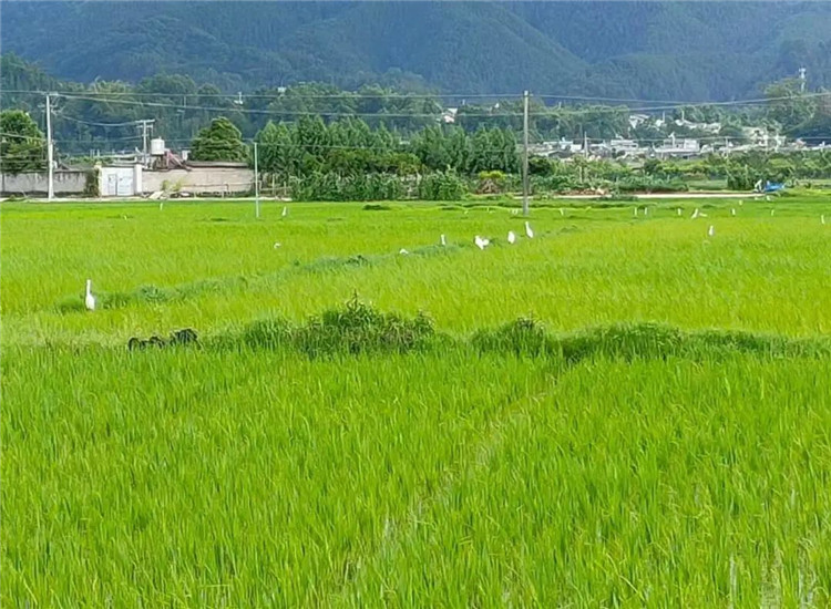 騰沖旅游