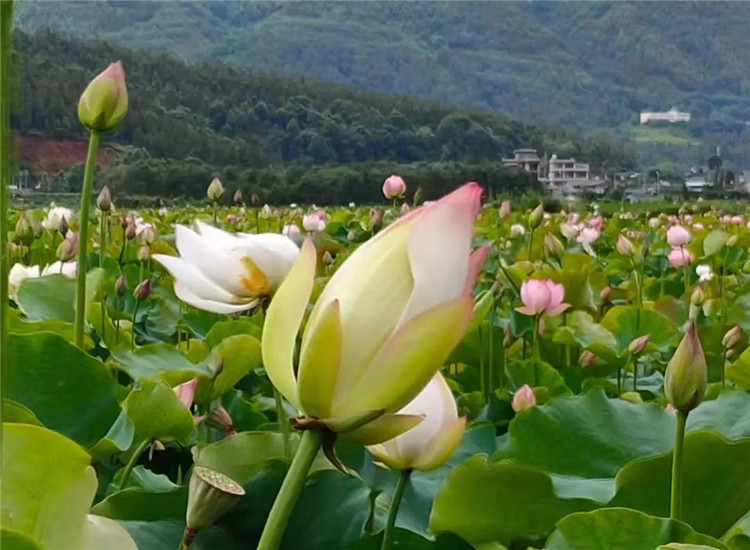 騰沖旅游