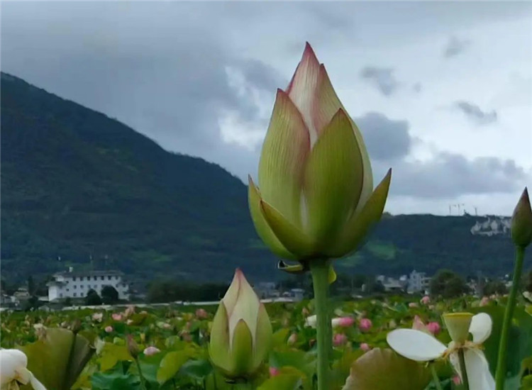 騰沖旅游