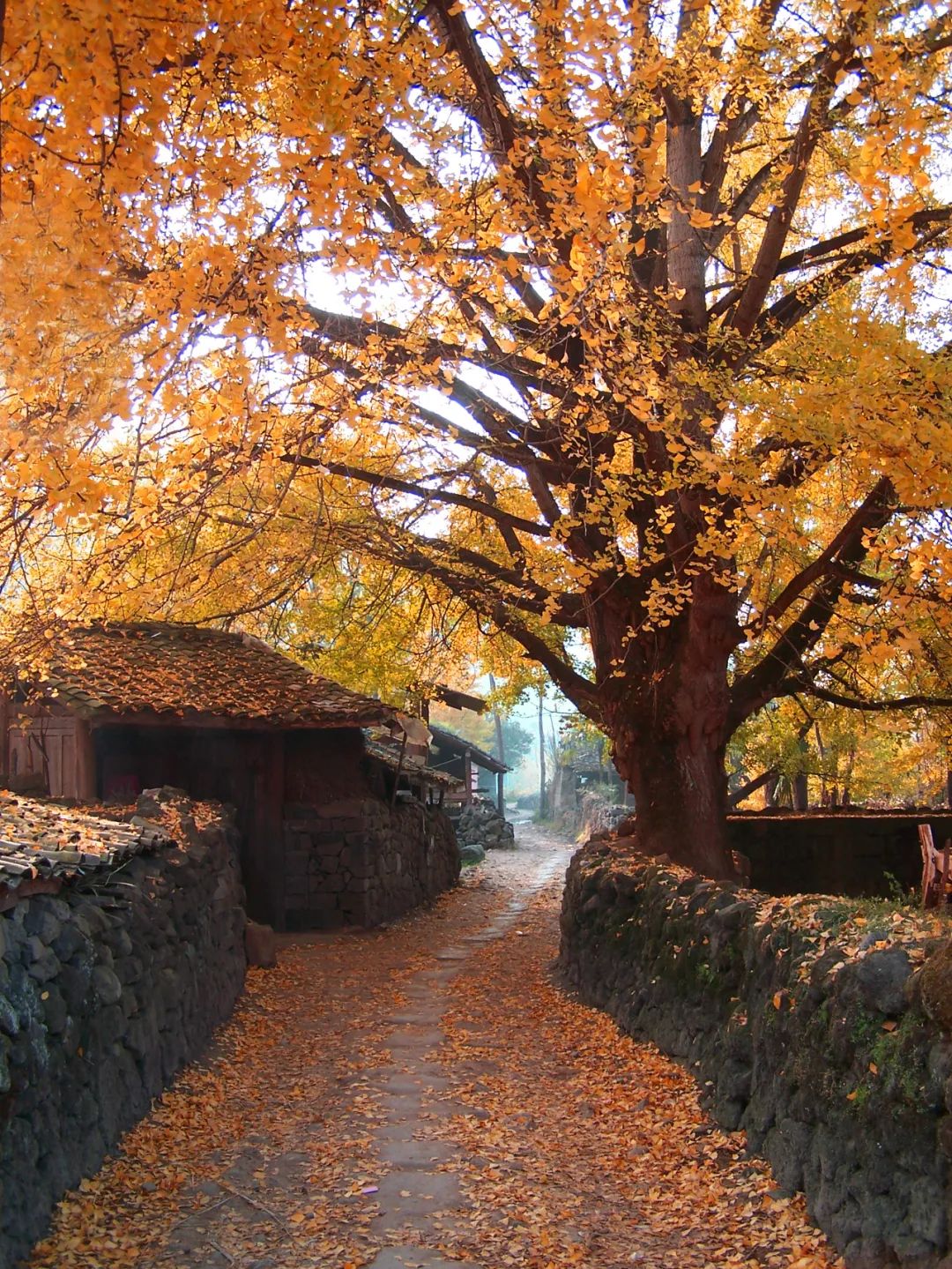 騰沖旅游