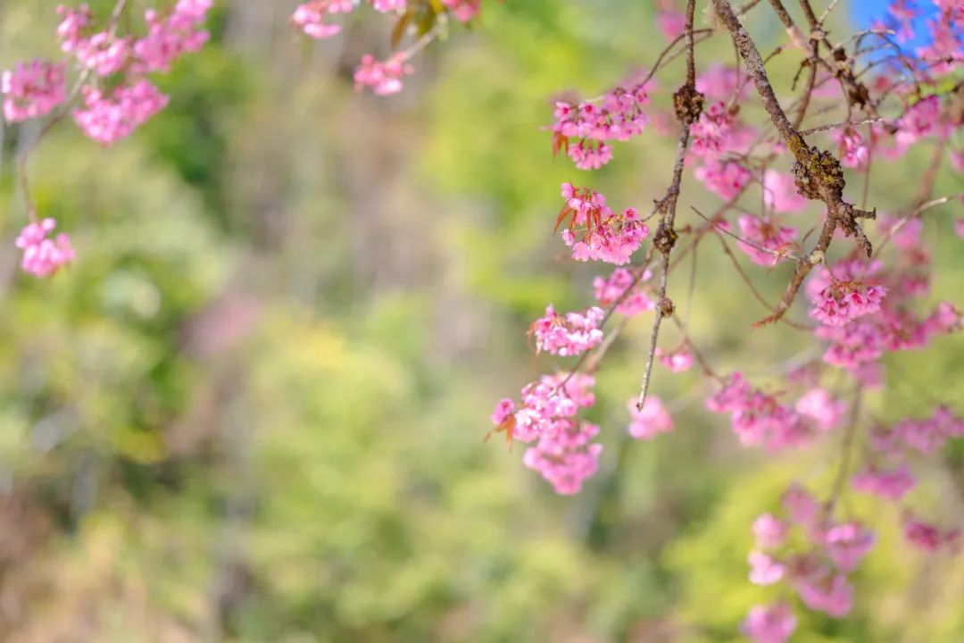 騰沖旅游