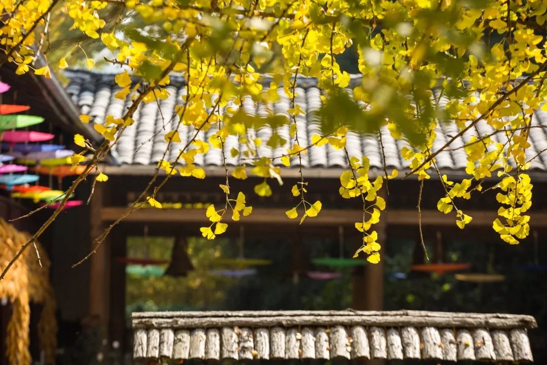 銀杏村