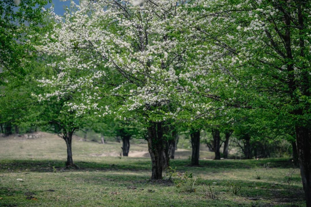 花開